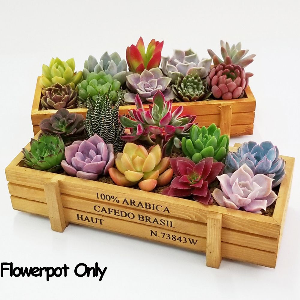 Desk Setup Plant - 1 PC Strumenti Decorazioni da giardino