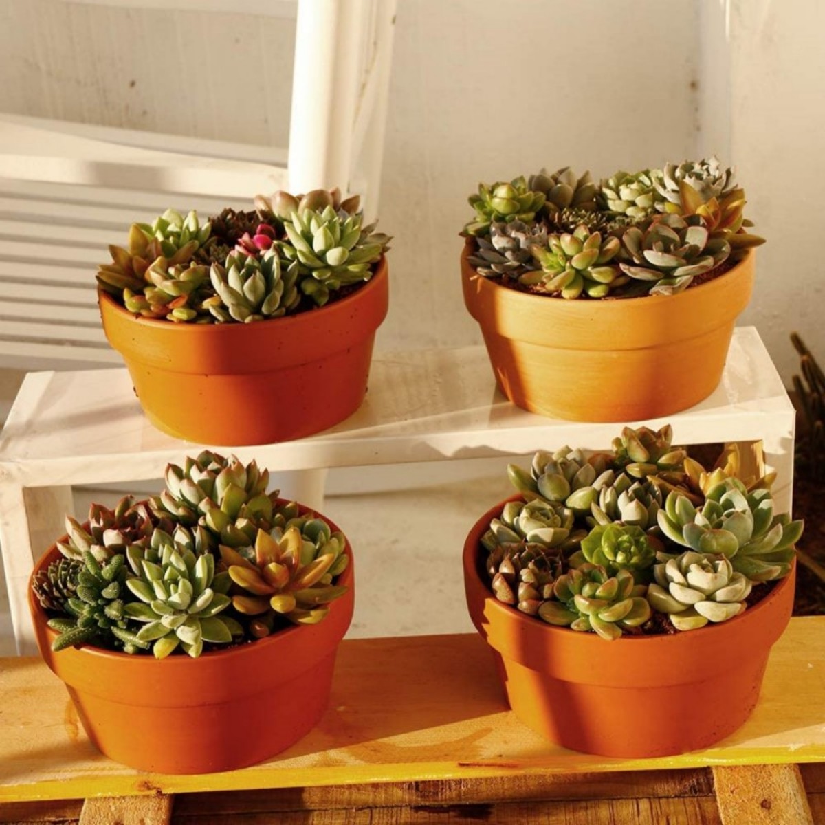 6 pezzi vasi in terracotta da  - Desk Setup Plant recensione e prezzo