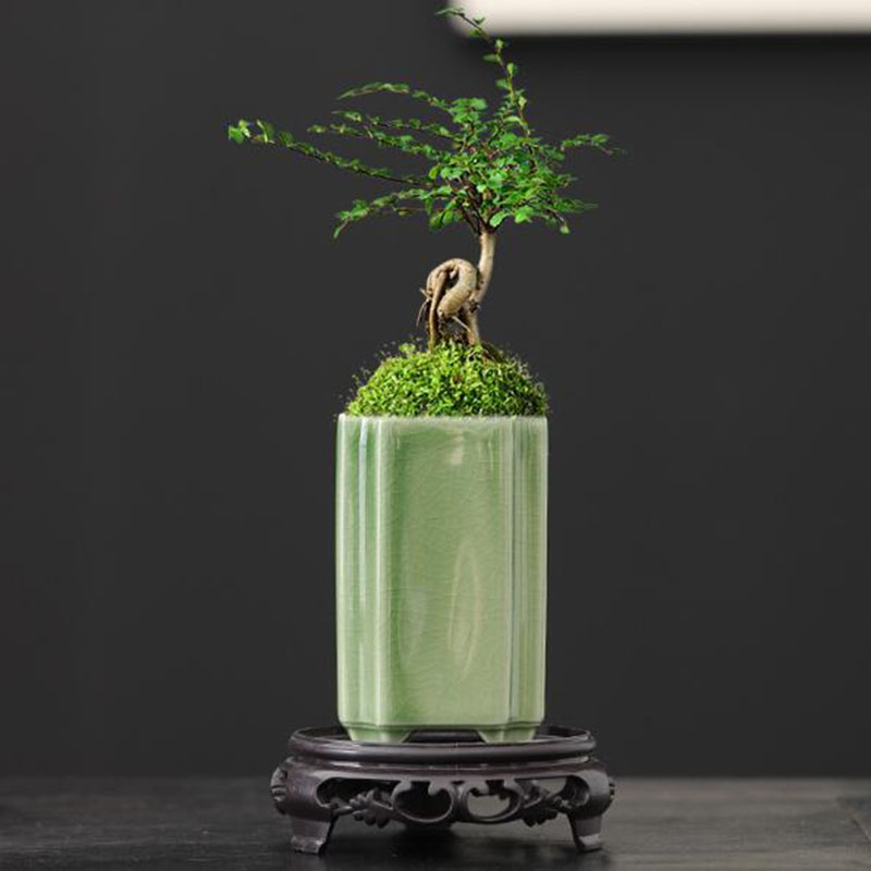 Porcellana quadrata Celadon sm - Desk Setup Plant recensione e prezzo