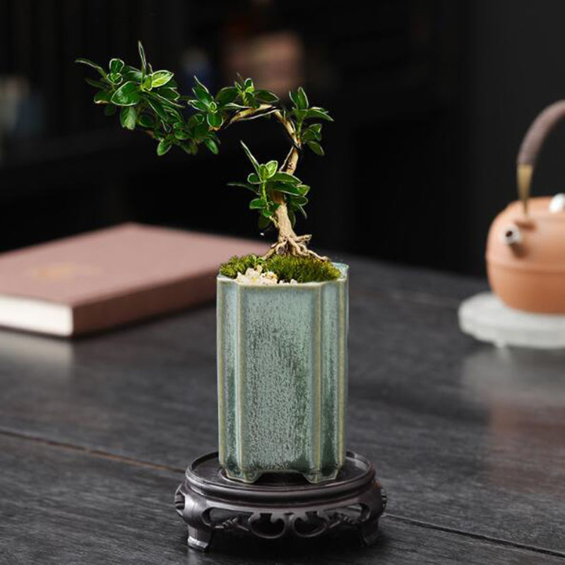 Porcellana quadrata Celadon sm - Desk Setup Plant recensione e prezzo