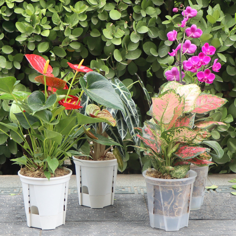 Vaso per orchidee trasparente  - Desk Setup Plant recensione e prezzo